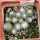 UEBELMANNIA meninensis f. rubra RNK, 22 from green plants, 9 months SEEDLINGS now