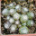 UEBELMANNIA meninensis f. rubra RNK, 22 from green plants, 9 months SEEDLINGS now