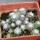 UEBELMANNIA meninensis f. rubra RNK, 22 from green plants, 9 months SEEDLINGS now