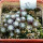 UEBELMANNIA gummifera RNK 25/2023 (HU 282, type), 9 months SEEDLINGS now
