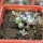 UEBELMANNIA gummifera RNK 25/2023 (HU 282, type), 9 months SEEDLINGS now