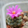 STROMBOCACTUS esperanzae var. nova SN 2014.0201, 1,7 cm flowering  seedling, illustrative photo