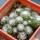UEBELMANNIA meninensis f. rubra RNK 22, from green plants, 11 months SEEDLINGS now