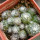 UEBELMANNIA meninensis f. rubra RNK 22, from green plants, 11 months SEEDLINGS now