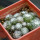 UEBELMANNIA meninensis f. rubra RNK 22, from green plants, 11 months SEEDLINGS now
