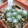 UEBELMANNIA meninensis HU 108, 11 months SEEDLINGS now
