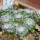 UEBELMANNIA meninensis HU 108, 11 months SEEDLINGS now