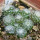UEBELMANNIA meninensis HU 108, 11 months SEEDLINGS now