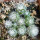 UEBELMANNIA meninensis HU 108, 11 months SEEDLINGS now