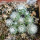 UEBELMANNIA meninensis HU 108, 11 months SEEDLINGS now