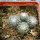 UEBELMANNIA meninensis RNK 47/2023, Serra Negra, 11 months SEEDLINGS now