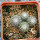 UEBELMANNIA meninensis RNK 47/2023, Serra Negra, 11 months SEEDLINGS now