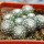 UEBELMANNIA meninensis f. rubra RNK 22, 11 months SEEDLINGS now