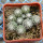 UEBELMANNIA meninensis f. rubra RNK 22, 11 months SEEDLINGS now