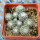 UEBELMANNIA meninensis f. rubra RNK 22, 11 months SEEDLINGS now
