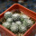 UEBELMANNIA meninensis f. rubra RNK 22, 11 months SEEDLINGS now