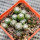UEBELMANNIA gummifera RNK 25/2023 (HU 282, type), 11 months SEEDLINGS now