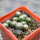 UEBELMANNIA gummifera RNK 25/2023 (HU 282, type), 11 months SEEDLINGS now