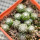 UEBELMANNIA gummifera RNK 25/2023 (HU 282, type), 11 months SEEDLINGS now