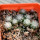 UEBELMANNIA gummifera f. tall plants RNK 102/14, Tromba d´Anta, 11 months SEEDLINGS now