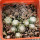 UEBELMANNIA gummifera f. tall plants RNK 102/14, Tromba d´Anta, 11 months SEEDLINGS now