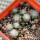 UEBELMANNIA gummifera f. tall plants RNK 102/14, Tromba d´Anta, 11 months SEEDLINGS now