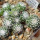 UEBELMANNIA meninensis f. rubra RNK 22, from green plants, 1 year old SEEDLINGS now