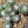 UEBELMANNIA meninensis f. rubra RNK 22, from green plants, 1 year old SEEDLINGS now