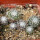 UEBELMANNIA meninensis f. rubra RNK 22, 1 year old SEEDLINGS now