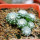 UEBELMANNIA gummifera RNK 25/2023 (HU 282, type), 1 year old SEEDLINGS now
