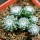 UEBELMANNIA gummifera RNK 25/2023 (HU 282, type), 1 year old SEEDLINGS now