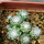 UEBELMANNIA gummifera f. tall plants RNK 102/14, Tromba d´Anta, 1 year old SEEDLINGS now