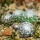 UEBELMANNIA meninensis RNK 47/2023, Serra Negra, 1 year old SEEDLINGS now