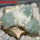 ARIOCARPUS furfuraceus cv. Zonge Batan, for sale