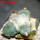 ARIOCARPUS furfuraceus cv. Zonge Batan, for sale