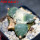 ARIOCARPUS furfuraceus cv. Zonge Batan, for sale