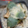 ARIOCARPUS furfuraceus cv. Zonge Batan, for sale