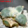 ARIOCARPUS furfuraceus cv. Zonge Batan, for sale