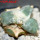 ARIOCARPUS furfuraceus cv. Zonge Batan, for sale