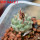 STROMBOCACTUS disciformis ssp. esperanzae var. nova SN 2014.0201, 2 cm SEEDLING + SEEDS