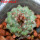 STROMBOCACTUS disciformis ssp. esperanzae var. nova SN 2014.0201, 2 cm SEEDLING + SEEDS