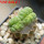 LOPHOPHORA alberto-vojtechii f. cristata, pot 7 cm