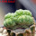 LOPHOPHORA alberto-vojtechii f. cristata, pot 7 cm
