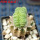 LOPHOPHORA alberto-vojtechii f. cristata, pot 7 cm