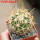FEROCACTUS johnstonianus LK, clone nr. 77, rooted offset, own roots