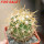 FEROCACTUS johnstonianus LK, clone nr. 77, rooted offset, own roots