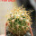 FEROCACTUS johnstonianus LK, clone nr. 77, rooted offset, own roots