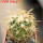 FEROCACTUS johnstonianus LK, clone nr. 77, rooted offset, own roots