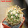 FEROCACTUS johnstonianus LK, clone nr. 77, rooted offset, own roots