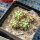 DISCOCACTUS placentiformis aff. var. pulvinicapitatus f. nova, RNK 107, one pot, 5 pcs, for sale